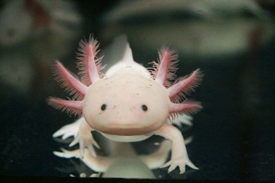 Ein Axolotl.